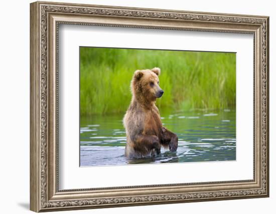 Brown Bear standing in Brooks River, Katmai National Park, Alaska, USA-Keren Su-Framed Photographic Print