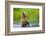 Brown Bear standing in Brooks River, Katmai National Park, Alaska, USA-Keren Su-Framed Photographic Print