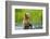 Brown Bear standing in Brooks River, Katmai National Park, Alaska, USA-Keren Su-Framed Photographic Print