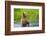 Brown Bear standing in Brooks River, Katmai National Park, Alaska, USA-Keren Su-Framed Photographic Print