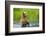 Brown Bear standing in Brooks River, Katmai National Park, Alaska, USA-Keren Su-Framed Photographic Print