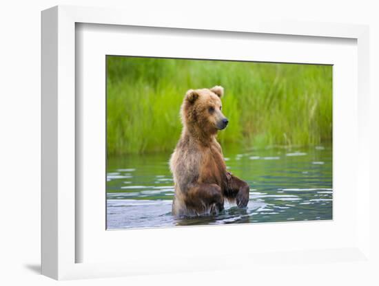 Brown Bear standing in Brooks River, Katmai National Park, Alaska, USA-Keren Su-Framed Photographic Print