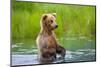 Brown Bear standing in Brooks River, Katmai National Park, Alaska, USA-Keren Su-Mounted Photographic Print