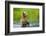 Brown Bear standing in Brooks River, Katmai National Park, Alaska, USA-Keren Su-Framed Photographic Print