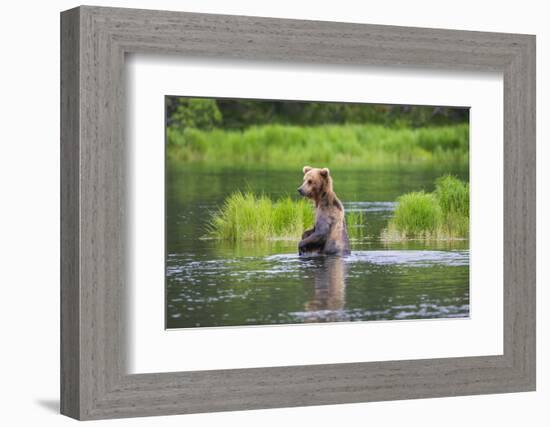 Brown Bear standing in Brooks River, Katmai National Park, Alaska, USA-Keren Su-Framed Photographic Print