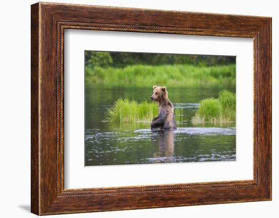 Brown Bear standing in Brooks River, Katmai National Park, Alaska, USA-Keren Su-Framed Photographic Print