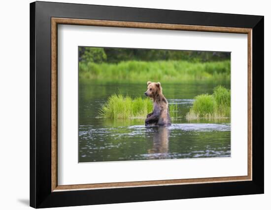 Brown Bear standing in Brooks River, Katmai National Park, Alaska, USA-Keren Su-Framed Photographic Print