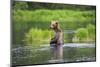 Brown Bear standing in Brooks River, Katmai National Park, Alaska, USA-Keren Su-Mounted Photographic Print