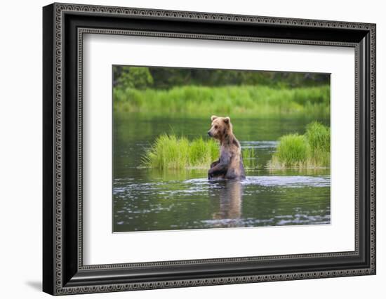 Brown Bear standing in Brooks River, Katmai National Park, Alaska, USA-Keren Su-Framed Photographic Print