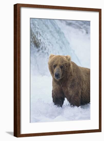 Brown Bear Standing in River-DLILLC-Framed Photographic Print