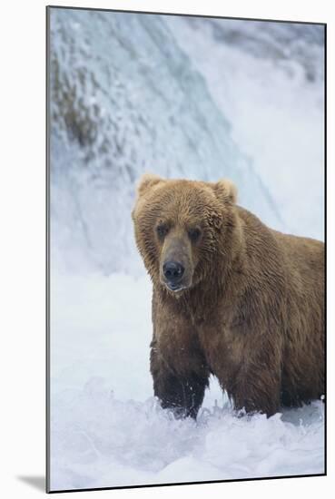 Brown Bear Standing in River-DLILLC-Mounted Photographic Print