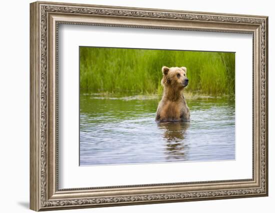 Brown Bear standing on Brooks River, Katmai National Park, Alaska, USA-Keren Su-Framed Photographic Print