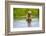 Brown Bear standing on Brooks River, Katmai National Park, Alaska, USA-Keren Su-Framed Photographic Print