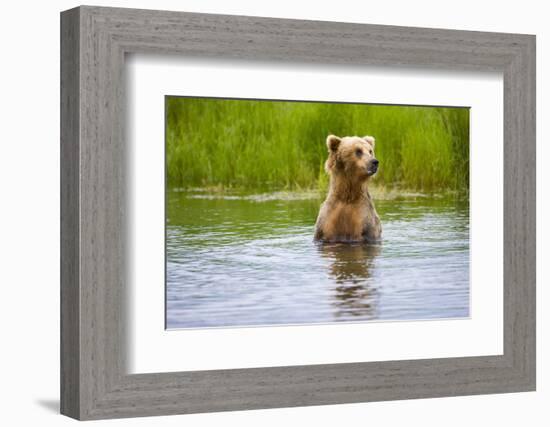 Brown Bear standing on Brooks River, Katmai National Park, Alaska, USA-Keren Su-Framed Photographic Print