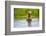 Brown Bear standing on Brooks River, Katmai National Park, Alaska, USA-Keren Su-Framed Photographic Print