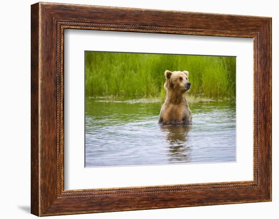 Brown Bear standing on Brooks River, Katmai National Park, Alaska, USA-Keren Su-Framed Photographic Print