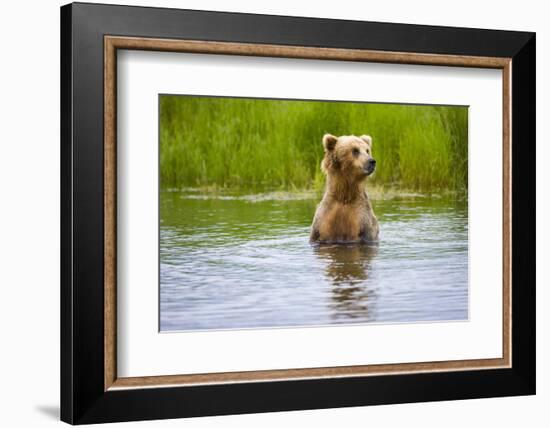 Brown Bear standing on Brooks River, Katmai National Park, Alaska, USA-Keren Su-Framed Photographic Print