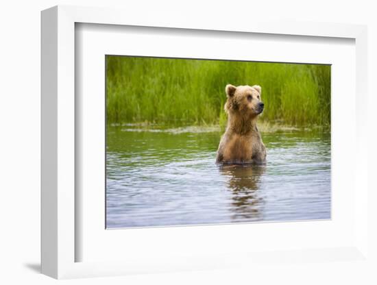 Brown Bear standing on Brooks River, Katmai National Park, Alaska, USA-Keren Su-Framed Photographic Print