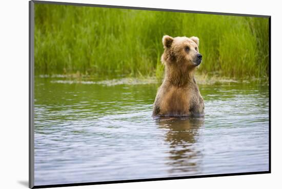 Brown Bear standing on Brooks River, Katmai National Park, Alaska, USA-Keren Su-Mounted Photographic Print