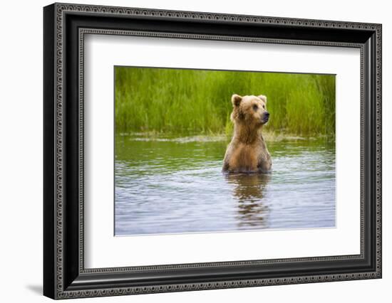 Brown Bear standing on Brooks River, Katmai National Park, Alaska, USA-Keren Su-Framed Photographic Print