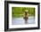 Brown Bear standing on Brooks River, Katmai National Park, Alaska, USA-Keren Su-Framed Photographic Print