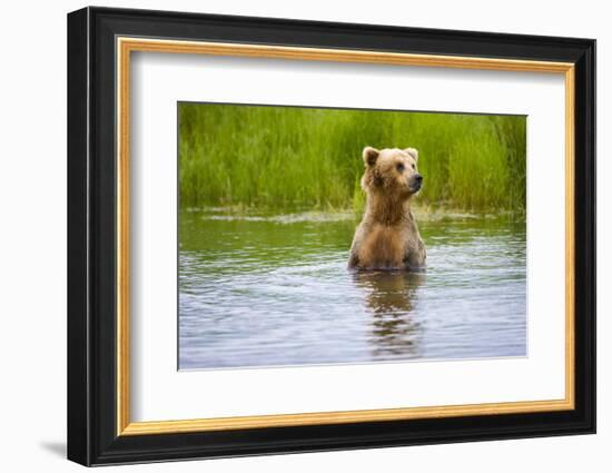 Brown Bear standing on Brooks River, Katmai National Park, Alaska, USA-Keren Su-Framed Photographic Print