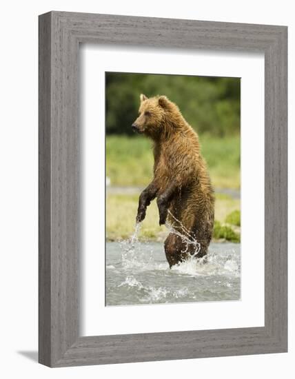 Brown Bear Standing-MaryAnn McDonald-Framed Photographic Print