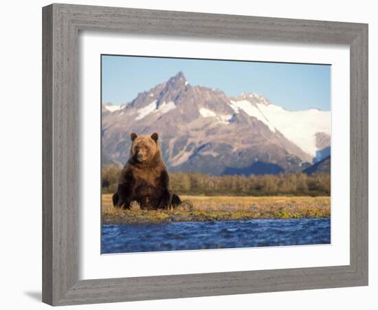 Brown Bear Stretching, Katmai National Park, Alaska, USA-Steve Kazlowski-Framed Photographic Print
