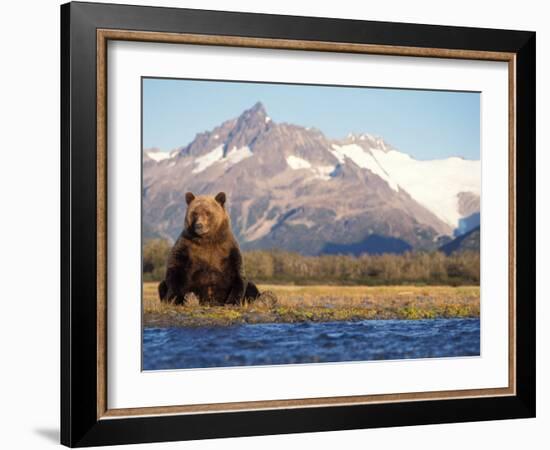 Brown Bear Stretching, Katmai National Park, Alaska, USA-Steve Kazlowski-Framed Photographic Print