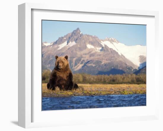 Brown Bear Stretching, Katmai National Park, Alaska, USA-Steve Kazlowski-Framed Photographic Print