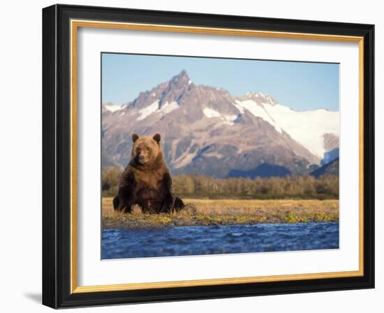 Brown Bear Stretching, Katmai National Park, Alaska, USA-Steve Kazlowski-Framed Photographic Print