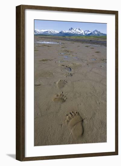 Brown Bear Tracks at Hallo Bay in Katmai National Park-Paul Souders-Framed Photographic Print