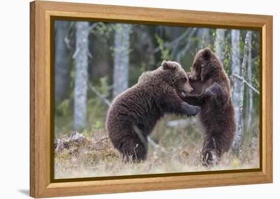 Brown bear two cubs play fighting, Kainuu, Finland-Jussi Murtosaari-Framed Premier Image Canvas