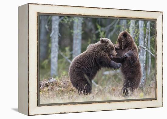 Brown bear two cubs play fighting, Kainuu, Finland-Jussi Murtosaari-Framed Premier Image Canvas