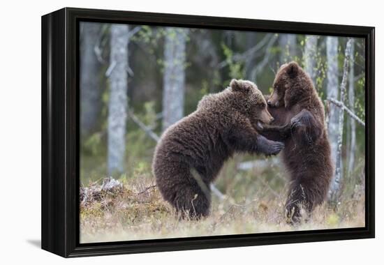 Brown bear two cubs play fighting, Kainuu, Finland-Jussi Murtosaari-Framed Premier Image Canvas