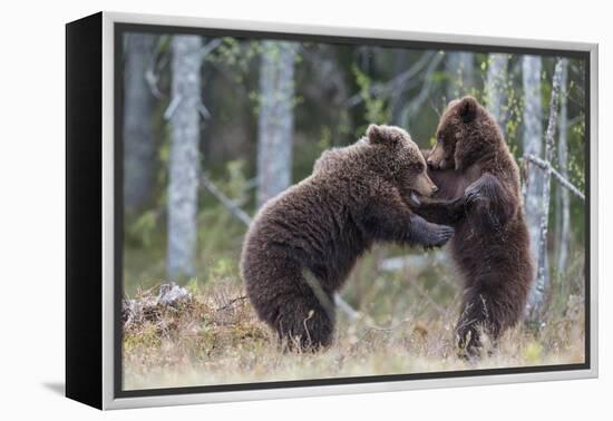 Brown bear two cubs play fighting, Kainuu, Finland-Jussi Murtosaari-Framed Premier Image Canvas