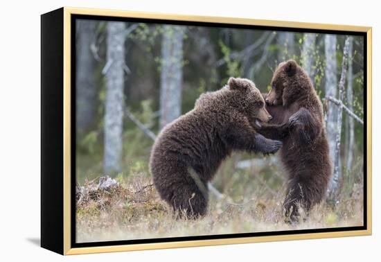 Brown bear two cubs play fighting, Kainuu, Finland-Jussi Murtosaari-Framed Premier Image Canvas