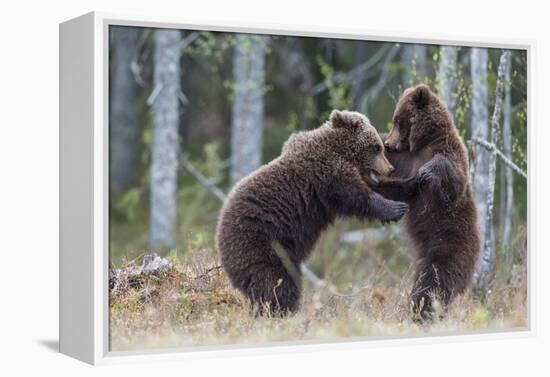 Brown bear two cubs play fighting, Kainuu, Finland-Jussi Murtosaari-Framed Premier Image Canvas
