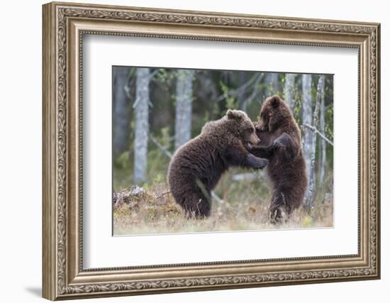 Brown bear two cubs play fighting, Kainuu, Finland-Jussi Murtosaari-Framed Photographic Print