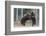 Brown bear two cubs play fighting, Kainuu, Finland-Jussi Murtosaari-Framed Photographic Print