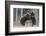 Brown bear two cubs play fighting, Kainuu, Finland-Jussi Murtosaari-Framed Photographic Print