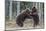 Brown bear two cubs play fighting, Kainuu, Finland-Jussi Murtosaari-Mounted Photographic Print