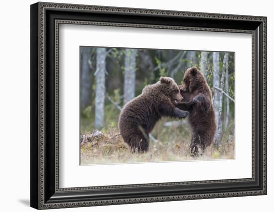 Brown bear two cubs play fighting, Kainuu, Finland-Jussi Murtosaari-Framed Photographic Print