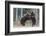 Brown bear two cubs play fighting, Kainuu, Finland-Jussi Murtosaari-Framed Photographic Print