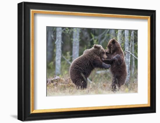 Brown bear two cubs play fighting, Kainuu, Finland-Jussi Murtosaari-Framed Photographic Print