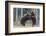 Brown bear two cubs play fighting, Kainuu, Finland-Jussi Murtosaari-Framed Photographic Print