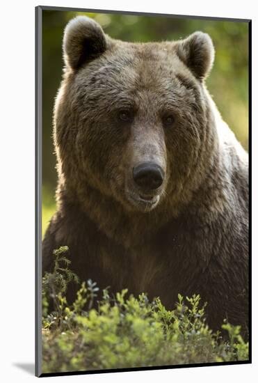 Brown Bear (Ursus arctos) adult portait, Finland, June-Danny Green-Mounted Photographic Print