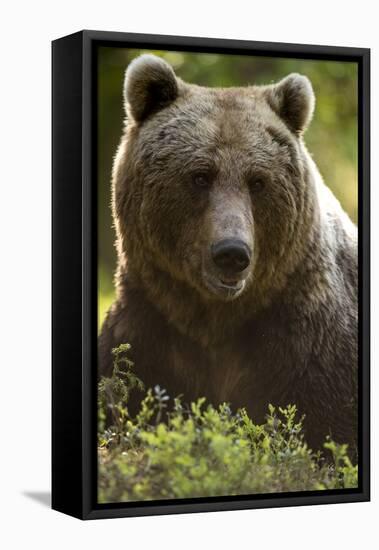 Brown Bear (Ursus arctos) adult portait, Finland, June-Danny Green-Framed Premier Image Canvas