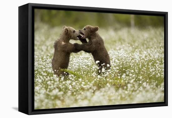 Brown Bear (Ursus arctos) cubs play fighting amongst cotton grass, Finland, June-Danny Green-Framed Premier Image Canvas