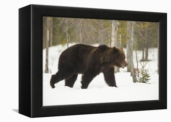Brown Bear (Ursus arctos) during spring snowfall, Finland, Scandinavia, Europe-Kyle Moore-Framed Premier Image Canvas